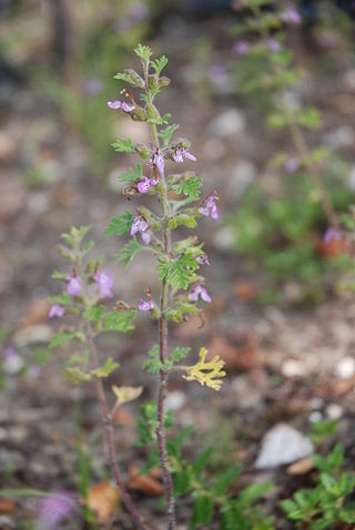 <i>Teucrium botrys</i> Species of flowering plant