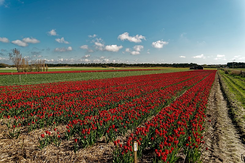 File:Texel - Den Hoorn - De Naal - Rommelpot - Tulip Flowerfields - May 2010 06.jpg