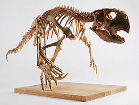 The Childrens Museum of Indianapolis - Psittacosaurus skeleton cast.jpg