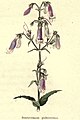 The botanic garden (Plate 11) - Pentstemon pubescens.jpg