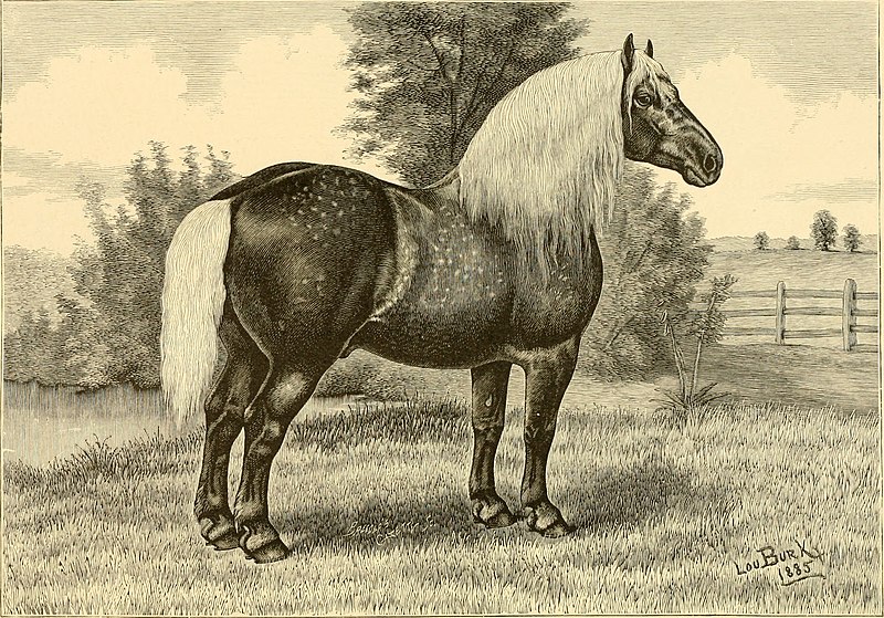 File:The breeds of live stock, and the principles of heredity (1887) (14594539048).jpg