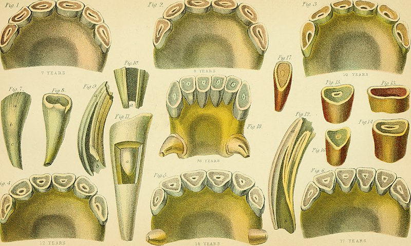 File:The complete modern farrier - a compendium of veterinary science and practice showing methods for the prevention of all diseases to which farm live-stock are liable (1904) (20483894110).jpg