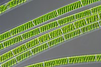 spirogyra