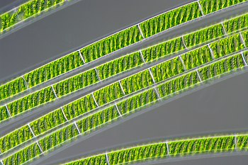 Ze spirálně stočených chloroplastů v buňkách byl odvozen název rodu zelených řas šroubatka (Spirogyra)