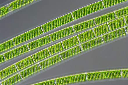 Not all chloroplasts are simple in shape. Chloroplasts of Spirogyra are helical within the tubular cells of their algal filaments.