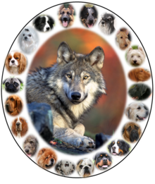 Dogs share a recent common ancestor with modern wolves The wolf's family portrait.tif