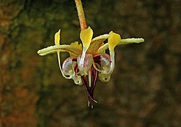 Theobroma cacao, Flower