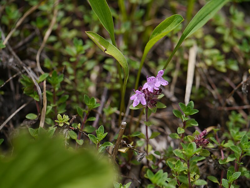 File:Thymus linearis (7838101268).jpg