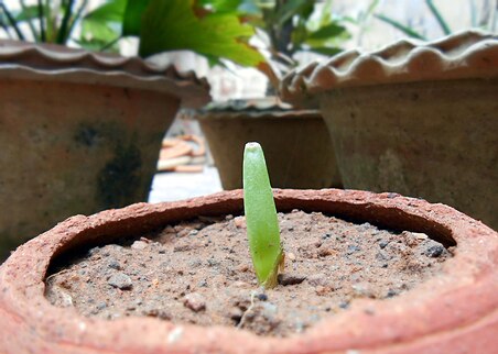 Tiny Aloe vera plant