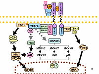 Signaling pathways of TLRs. The dashed lines represent unknown links. Toll-like receptor pathways revised.jpg