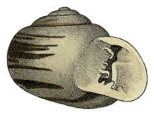 Tomigerus clausus shell.jpg