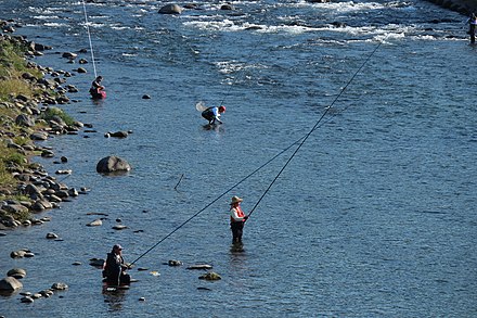 Ayu fishing in Japan. Tomozuri 20121026 a.jpg