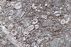 File:Torre de Babia 08 by-dpc.jpg (Category:Crinoidal limestone)