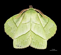 Male Trabala vishnou guttata (rose-myrtle lappet moth) - dorsal