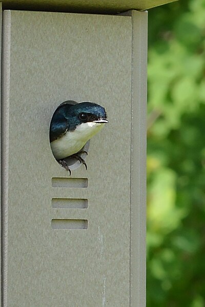 File:Tree Swallow (Tachycineta bicolor) - Norfolk County, Ontario 2019-06-09 (01).jpg