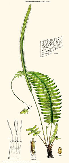 Description de l'image Trichomanes diversifrons (Trichomanes elegans Rudge).jpg.