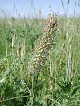 Narrow clover