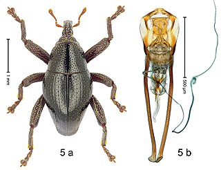 <i>Trigonopterus ampanensis</i> Species of beetle