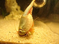 Triops cannibale, dévorant un de ses semblables.