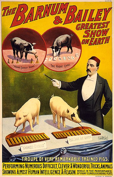 File:Troupe of very remarkable trained pigs, poster for Barnum & Bailey, 1898.jpg