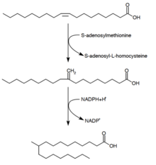 Mechanism of the synthesis of tuberculostearic acid Tuberculostearic acid synthesis.png