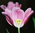 Androecium dan gynoecium pada tulip