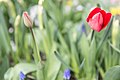 Tulipa gesneriana (Tulipe des jardins) - 20150405 15h02 (10098).jpg