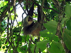 Hofmano tinginys (Choloepus hoffmanni)