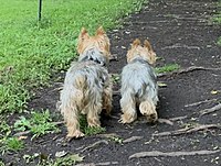 Two Yorkshire Terriers with short hair from the back