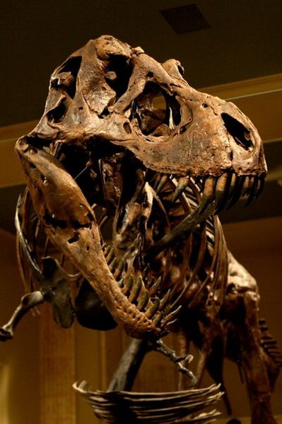 File:Tyrannosaurus rex.jpg