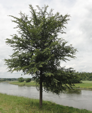 <i>Ulmus minor</i> Reverti Elm cultivar