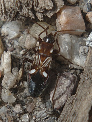 <i>Uhleriola</i> Genus of true bugs