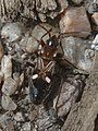 "Dirt-colored seed bug" of the species Uhleriola floralis