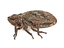 Ulopa reticulata (Cicadellidae) - (imago), Molenhoek, Belanda - 2.jpg