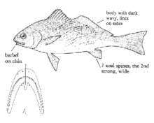 Yellowfin Croaker fish pictures and species identification