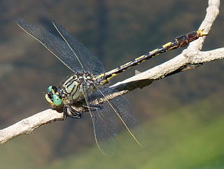 <i>Arigomphus villosipes</i> Species of dragonfly