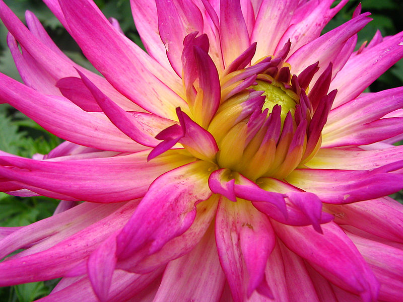 File:Unidentified Pink Flower Closeup 2048px.jpg
