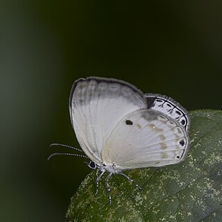 <i>Oboronia ornata</i> Species of butterfly