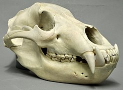 Skull of brown bear has large pointed canines for killing prey, and self-sharpening carnassial teeth at rear for cutting flesh with a scissor-like action