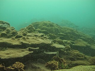 <span class="mw-page-title-main">Coral reef of Varadero</span> Coral reef in the Bay of Cartagena, Colombia