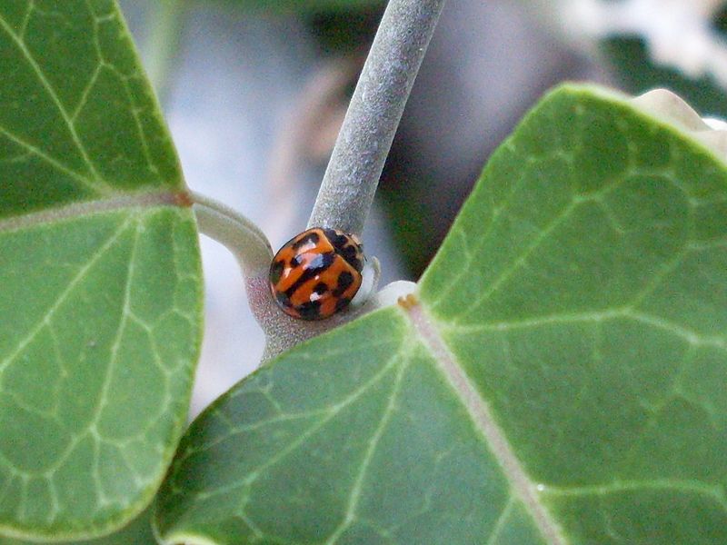 File:Variable ladybird (5460693577).jpg
