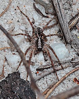 <i>Venator spenceri</i> Species of spider