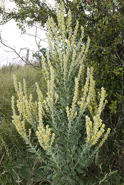 File:Verbascum lychnitis vallee-de-grace-amiens 80 21072007 5.jpg