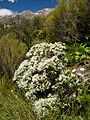   Mountain Koromiko (Veronica subalpina)