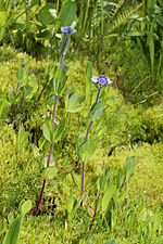 Thumbnail for List of Plantaginales of Montana