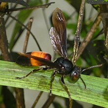 Vespa affinis, Thailand.jpg