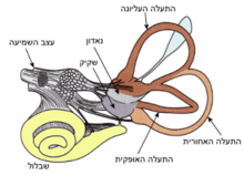 מבנה סכמטי של האוזן הפנימית