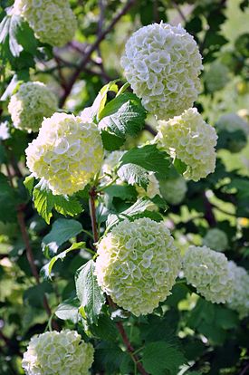 Koiranheiden (Viburnum opulus) viljelylajike lumipalloheisi.