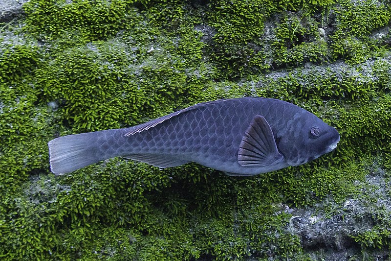 File:Vieja colorada (Sparisoma cretense), Monte da Guia, isla de Fayal, Azores, Portugal, 2020-07-26, DD 44.jpg