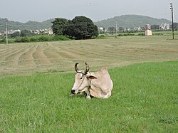 Village Saketri,district Panchkula,Haryana,India.JPG